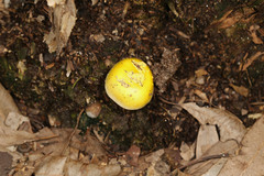 Amanita flavella