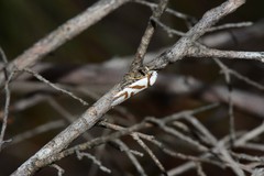 Oxythecta acceptella