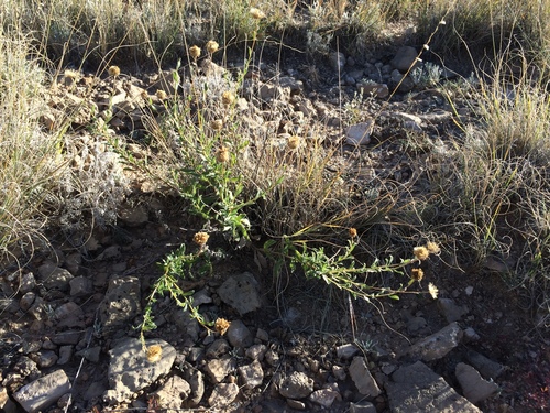 Machaeranthera blephariphylla (A. Gray) Shinners