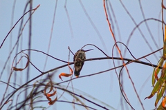 Cynanthus latirostris