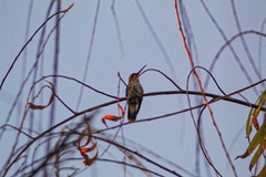 Cynanthus latirostris