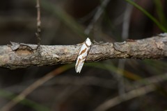 Oxythecta acceptella