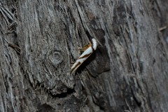 Oxythecta acceptella