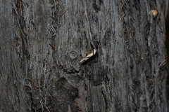 Oxythecta acceptella