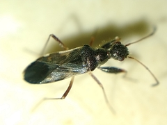 Erlacda argentinensis