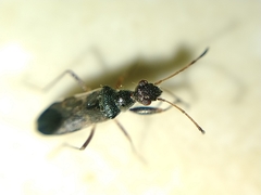 Erlacda argentinensis