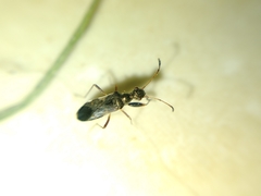 Erlacda argentinensis