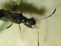 Erlacda argentinensis