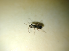 Erlacda argentinensis