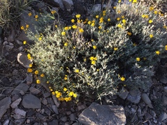 Thymophylla setifolia greggii