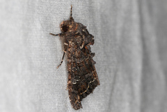 Neumichtis spumigera