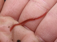 Strigamia bothriopus