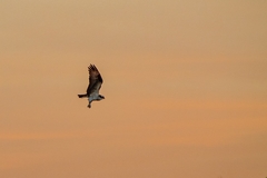 Pandion haliaetus