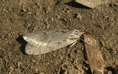 Semioscopis avellanella