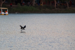 Pandion haliaetus