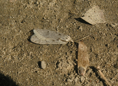 Semioscopis avellanella