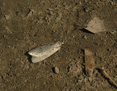 Semioscopis avellanella
