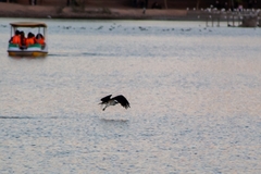 Pandion haliaetus