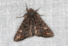 Neumichtis spumigera