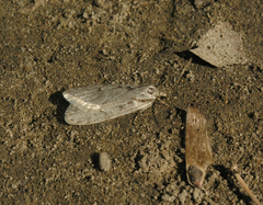 Semioscopis avellanella