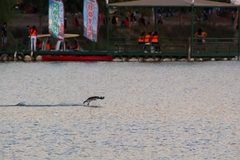 Pandion haliaetus