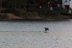 Pandion haliaetus