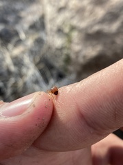 Pheidole obtusospinosa
