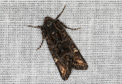 Neumichtis spumigera