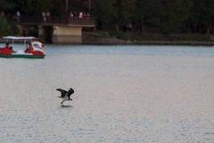 Pandion haliaetus