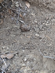 Pheidole obtusospinosa