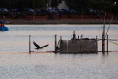 Pandion haliaetus
