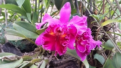 Cattleya labiata