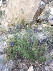 Salvia lycioides