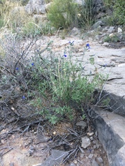 Salvia lycioides