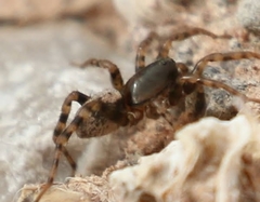 Allocosinae