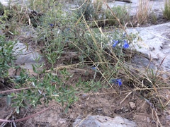 Salvia lycioides