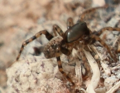 Allocosinae