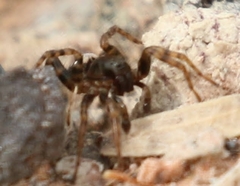 Allocosinae