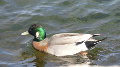 Anas platyrhynchos × Mareca americana