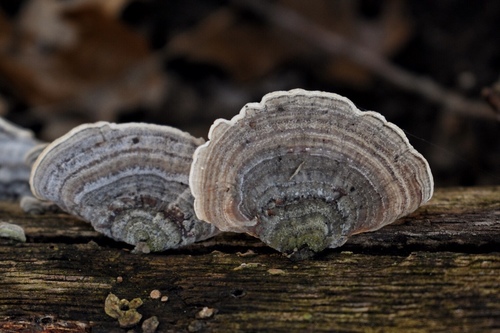 Stereum fasciatum