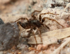 Allocosinae