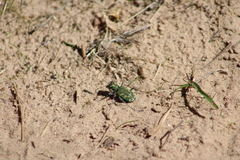 Cicindela tranquebarica parallelonota