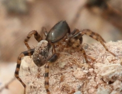 Allocosinae