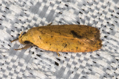 Agonopterix posticella