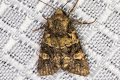 Lacinipolia strigicollis