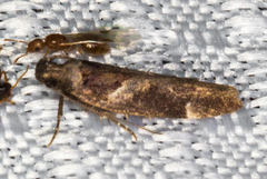 Pseudochelaria scabrella