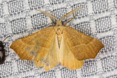 Tetracis cervinaria