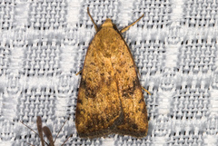 Micrathetis triplex