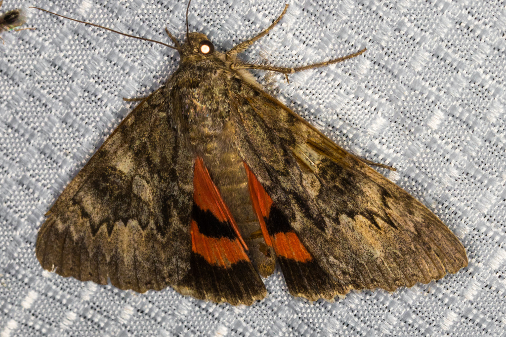 Underwing Moths from El Monte Rd on July 31, 2020 at 09:32 PM by BJ ...