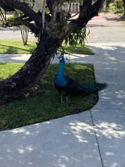 Pavo cristatus × muticus